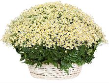 Цветочная композиция из Ромашки в корзине #REPLACE_PRED# Аксиньино